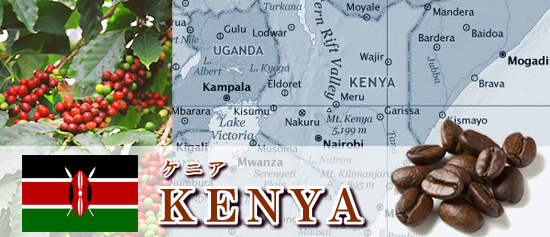 ケニア：自家焙煎珈琲リンク